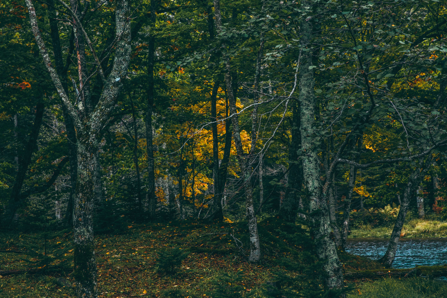 4.「滝見橋の紅葉」を観賞して、秋を感じる