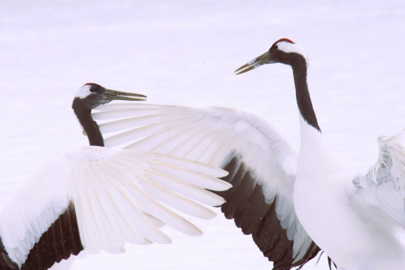 リンクシル Nature Link Kushiro