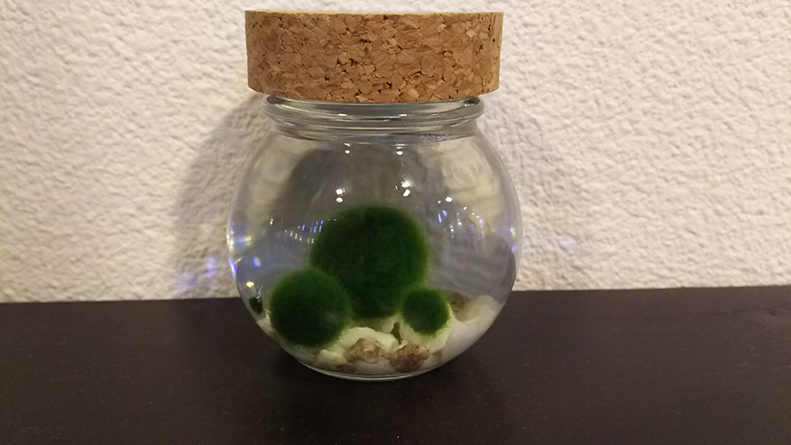 Marimo in vaso weck - Blooms Shop