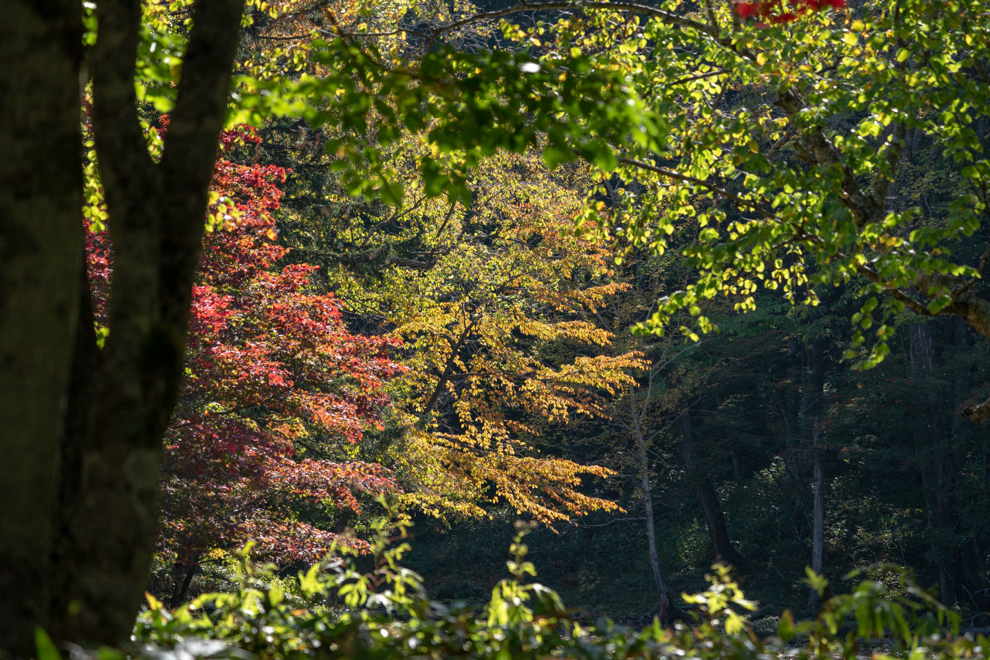 8.「光の森」を散策して、四季折々の自然の魅力を堪能する