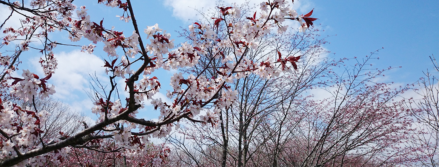 桜前線の最後を飾る、釧路の桜を見に行こう!