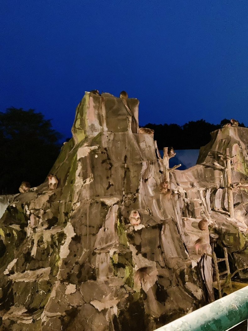 夜の動物園まつり