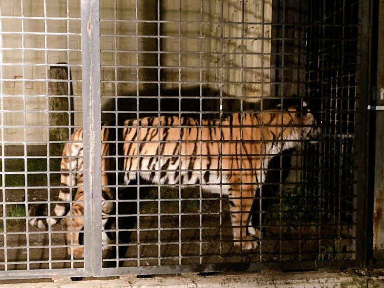 夜の動物園まつり